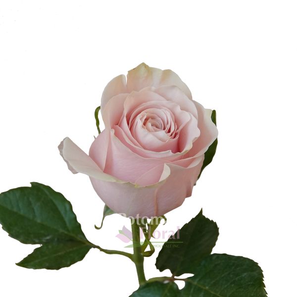 Pink Mondial Rose Cm Potomac Floral Wholesale